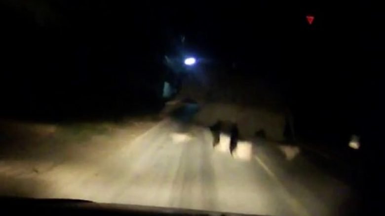 Momenti kur vetura që lëvizte me shpejtësi të madhe përplaset me elefantin (Video)