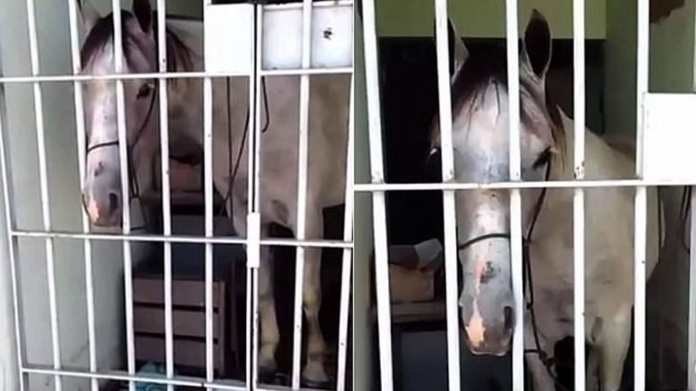 Ndodh në Brazil, burg për kalin (Video)