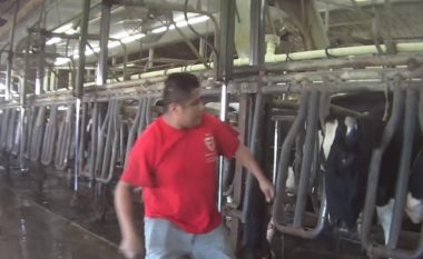 Punëtorët e qumështores amerikane filmohen tinëzisht, duke rrahur e shpuar me shufra lopët e fermës (Video, +18)