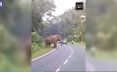 Elefanti shtyp për vdekje një burrë, kalimtarët e rastit nuk guxonin t’i afroheshin për ta ndihmuar viktimën (Video, +18)