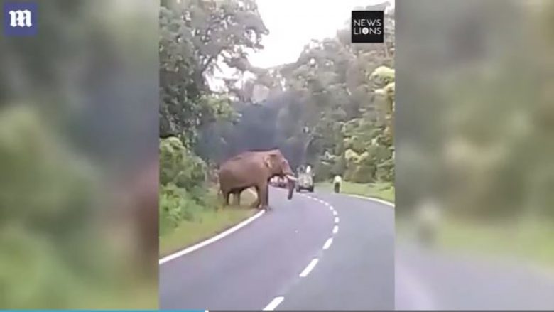 Elefanti shtyp për vdekje një burrë, kalimtarët e rastit nuk guxonin t’i afroheshin për ta ndihmuar viktimën (Video, +18)
