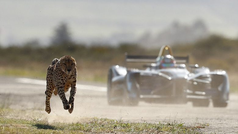 Gara mes formulës elektrike dhe kafshës më të shpejtë në botë (Video)