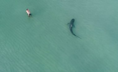 Pushuesit freskoheshin në plazh pa vërejtur asgjë të pazakontë, droni filmon peshkaqenin gjigant duke u “sorollatur” afër këmbëve të tyre (Video)