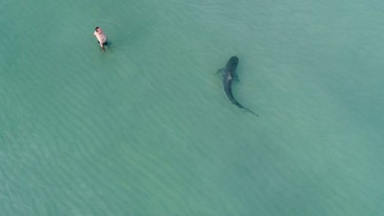 Pushuesit freskoheshin në plazh pa vërejtur asgjë të pazakontë, droni filmon peshkaqenin gjigant duke u “sorollatur” afër këmbëve të tyre (Video)