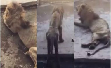 Luani që po vdes urie në kopshtin zoologjik, është fshehur nga menaxhmenti për shkak të disa pamjeve që po qarkullojnë në internet (Video)