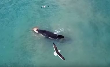 Filmon me dron momentin kur orka masakron një peshk gjigant (Video, +18)