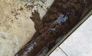 Duke pastruar kanalizimin, gjetën një gjallesë shumë të rrallë (Foto)