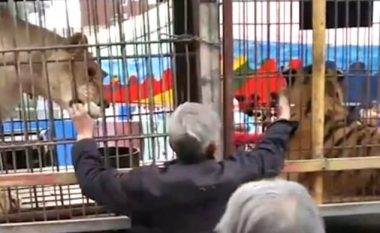 Futi dorën brenda kafazit për ta ushqyer, e pëson keq nga tigri i uritur (Foto)