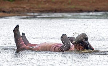 Hipopotami lëvizë në ujë sikur valltar (Foto)