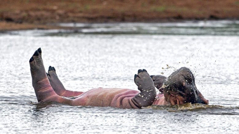 Hipopotami lëvizë në ujë sikur valltar (Foto)