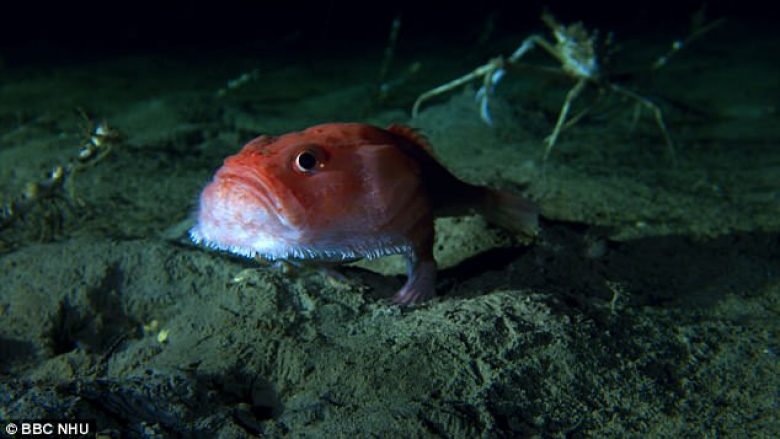 Jeton tri kilometra nën sipërfaqen e detit, peshku i pazakontë lëvizë me anë të këmbëve (Foto)