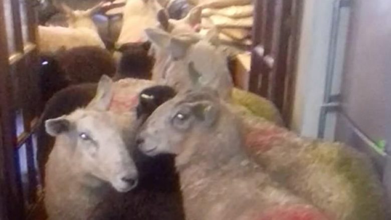 Kthen kokën prapa, habitet kur sheh delet që ia mbushën kuzhinën (Video)