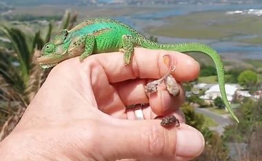 Hiç më pak se 26 kameleonë, jetën e nisin në dorën e një njeriu (Video)