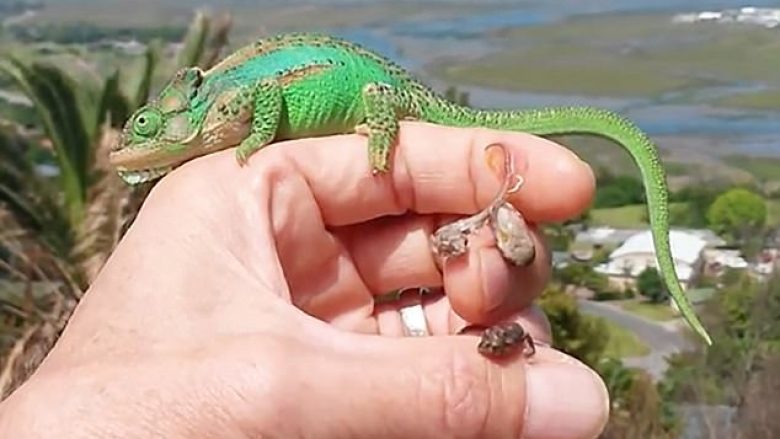 Hiç më pak se 26 kameleonë, jetën e nisin në dorën e një njeriu (Video)