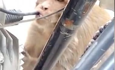Rezervarët iu zbrazeshin në mënyrë misterioze, habiten me majmunin që ua pinte benzinën (Video)