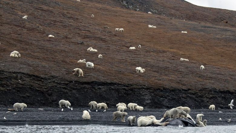 Rreth 200 arinj polarë, mblidhen pranë balenës së ngordhur që e nxorën valët në breg (Foto)