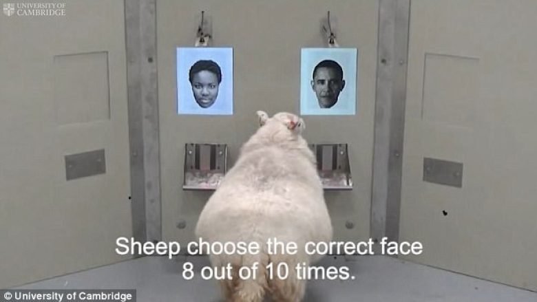 Studimi tregon se delet janë shumë të afta në njohjen e fytyrave të njerëzve (Video)