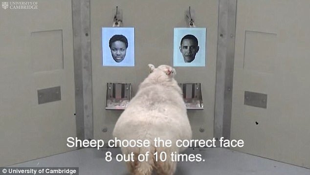 Studimi tregon se delet janë shumë të afta në njohjen e fytyrave të njerëzve (Video)