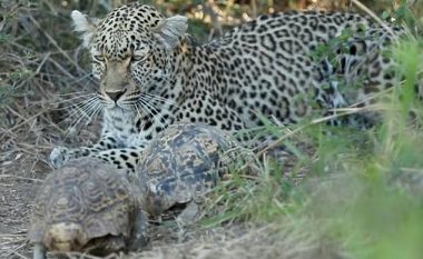 Leopardi që bëhej gati të sulmonte prenë, bezdiset nga dy breshka (Video)