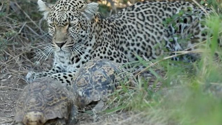 Leopardi që bëhej gati të sulmonte prenë, bezdiset nga dy breshka (Video)