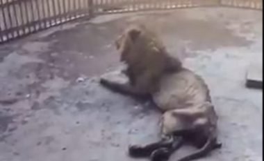 Vizitorët shqetësohen, për luanin ‘asht e lëkurë’ (Video)