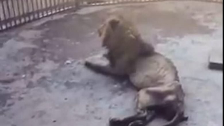 Vizitorët shqetësohen, për luanin ‘asht e lëkurë’ (Video)