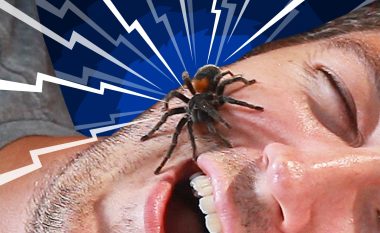 Lajmi i rrejshëm dhe e vërteta rreth ngrënies së pavetëdijshme të merimangave gjatë gjumit (Foto)