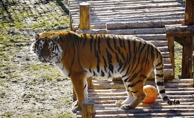 Tigri sulmoi gruan që i solli ushqimin, vizitorët e kopshtit zoologjik panë ngjarjen e tmerrshme (Foto/Video,+18)