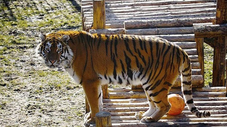 Tigri sulmoi gruan që i solli ushqimin, vizitorët e kopshtit zoologjik panë ngjarjen e tmerrshme (Foto/Video,+18)