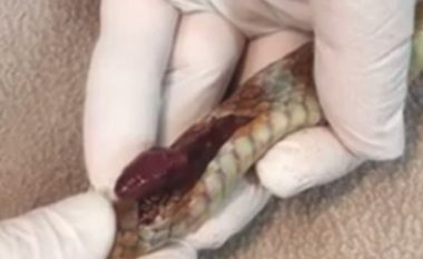 Moment i pabesueshëm: Zemra e një gjarpri të plagosur rreh jashtë trupit të tij (Video,+16)
