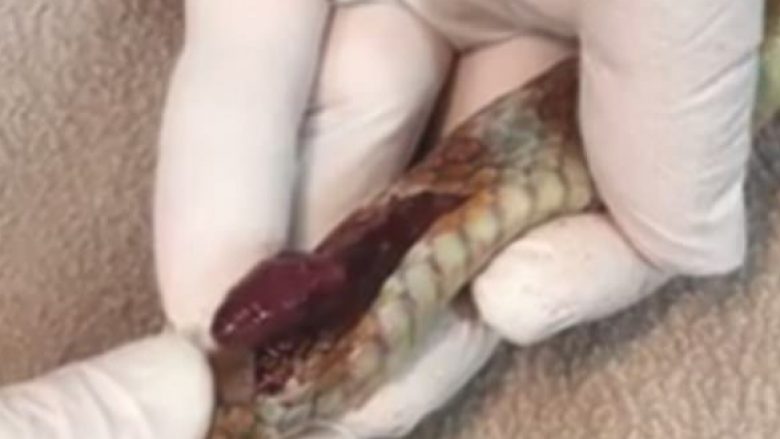 Moment i pabesueshëm: Zemra e një gjarpri të plagosur rreh jashtë trupit të tij (Video,+16)
