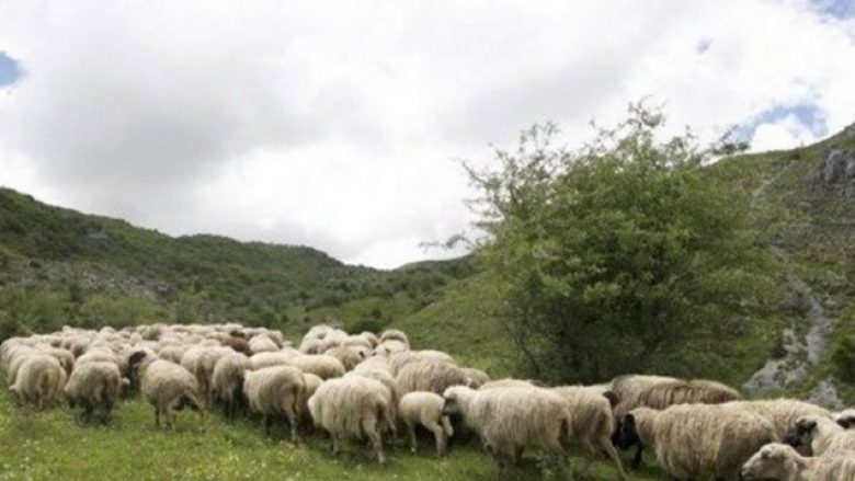 Veterinerët në Maqedoni kërkojnë shtyrje të afatit për subvencionet për dele