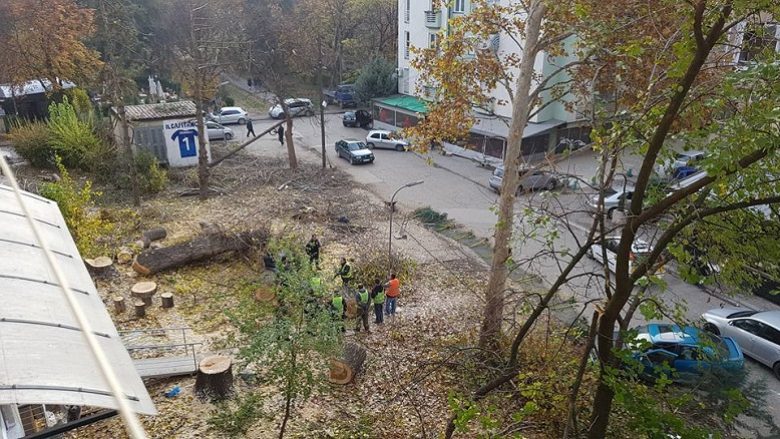 “Parqe dhe Gjelbërim” i presin drunjtë në një park në Çair, Shilegov nuk di gjë për këtë