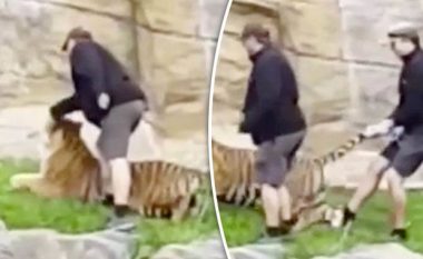 Njëri e godet në kokë, tjetri e tërheq për bishti – pamje që tregojnë se si trajtohet një tigër në një kopsht zoologjik (Video)