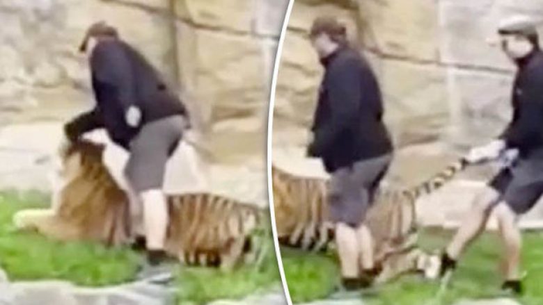 Njëri e godet në kokë, tjetri e tërheq për bishti – pamje që tregojnë se si trajtohet një tigër në një kopsht zoologjik (Video)