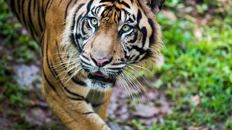 “Ia dhashë duart që të mos më kapte për fyti”: Gruaja e sulmuar nga tigri thotë se mendonte vetëm për fëmijët, derisa priste vdekjen! (Foto/Video,+18)