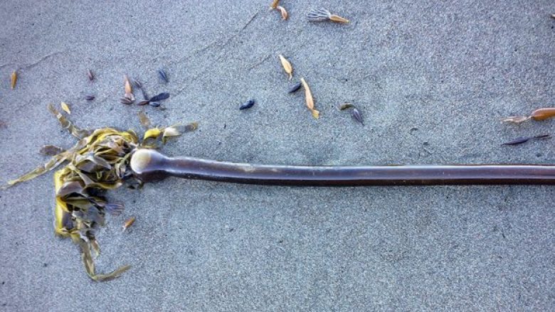 Menduan se gjetën gjarpërinjtë gjigant të ujit në plazh, doli të jetë krejt diçka tjetër – alga (Foto)