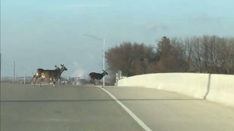 Drerët filmohen duke kërcyer nga ura, habiten dëshmitarët e këtij momenti rrëqethës (Foto/Video, +16)