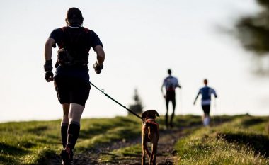Racat e qenve atletikë që gjithmonë duan të vrapojnë bashkë me ju