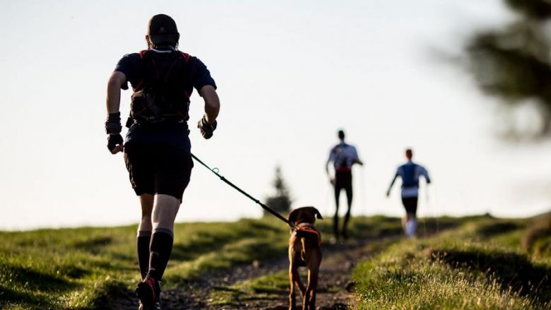 Racat e qenve atletikë që gjithmonë duan të vrapojnë bashkë me ju