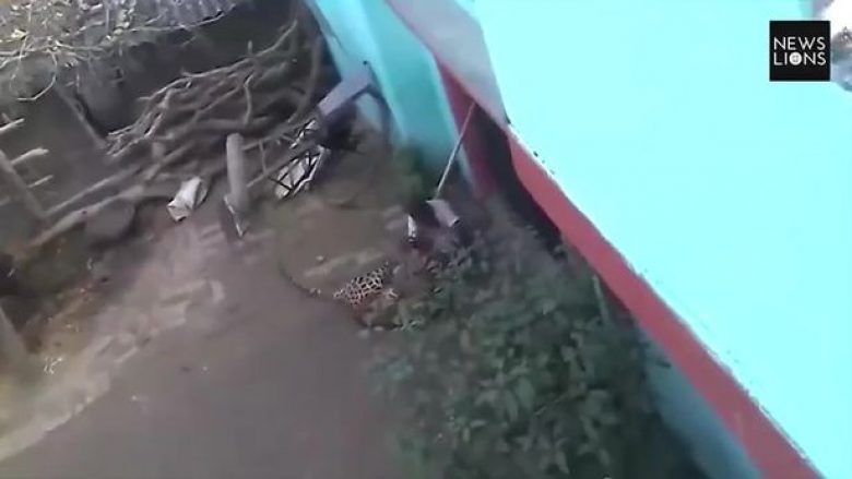 Leopardi sulmon 60-vjeçarin, habiten fshatarët kur e shohin se ky burrë e “fiton betejën” pa përdorur kurrfarë arme (Video)