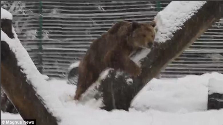 Pas 20 viteve i mbyllur në kafaz, ariu për herë të parë shijon lirinë dhe borën (Video)