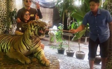 E tmerrshme: Punëtori i kopshtit zoologjik godet me shkop tigrin, ne qëllim që vizitorët të fotografohen me të (Video)