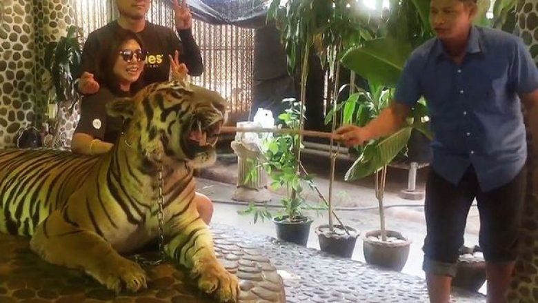 E tmerrshme: Punëtori i kopshtit zoologjik godet me shkop tigrin, ne qëllim që vizitorët të fotografohen me të (Video)