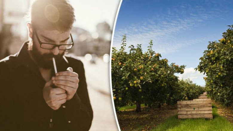 Dëmtimet e shkaktuara në mushkëri nga duhanpirja, mund të riparohen duke i ngrënë këto pemë