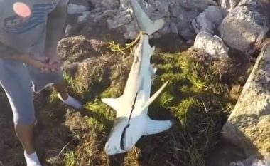 Tentoi ta shpëton peshkaqenin që i është ngulur grepi në gojë, për pak sa nuk e pëson keq (Video)