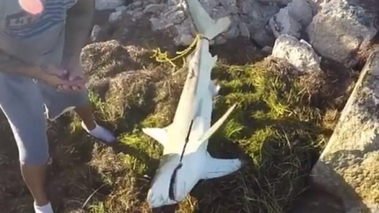 Tentoi ta shpëton peshkaqenin që i është ngulur grepi në gojë, për pak sa nuk e pëson keq (Video)