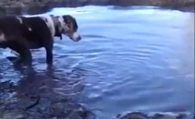 Qeni futet në ujë pasi kishte vërejtur diçka, masakrohet nga një aligator (Video, +18)