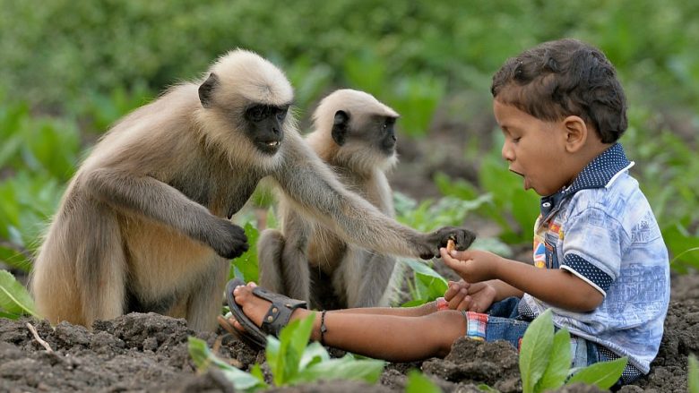 Bëhet shok me majmunët, e vizitojnë për çdo ditë në shtëpi (Foto)