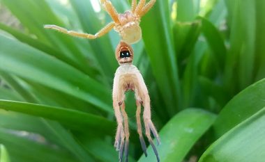 Biologu shfaqë momentin e rrallë, kur merimanga largon komplet lëkurën (Video)
